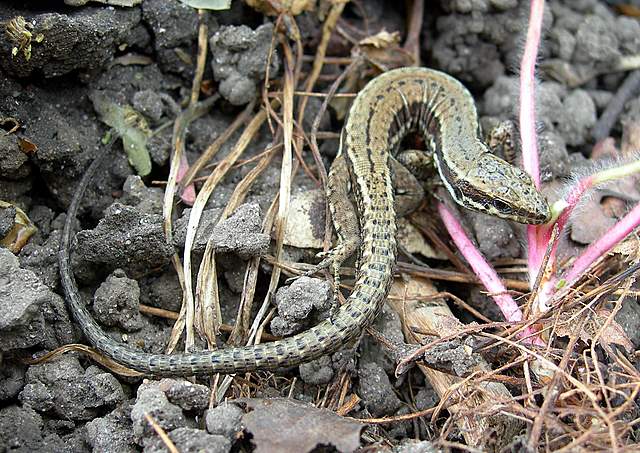 Caresta...penuria e tempi duri.....